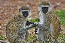 5 Amazing Animals That Start With The Letter V Vervet Monkey Animals Types Of Monkeys