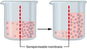 Representation of osmosis.