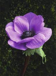 Close Up Of An Anemone Flower Photographic Print C Dani Art Com Anemone Flower Flower Drawing Watercolor Flowers