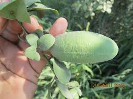 Image result for Balanites