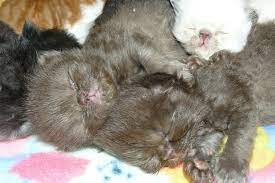 Chocolate Persian Himalayan Litter 2 Weeks Old Cat With Blue Eyes I Love Cats Animals