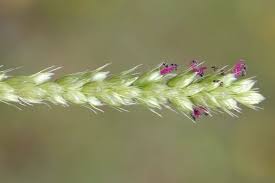 Image result for Setaria parviflora