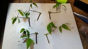 Maybe you would like to learn more about one of these? Propagating Clematis By Softwood Cuttings The Propagator