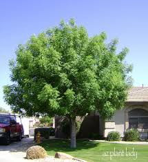 A wide variety of backyard shade options are available to you Pin By Carin Leavitt On Home Sweet Home Backyard Trees Trees For Front Yard Shade Trees