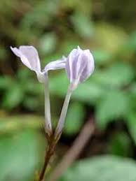 Image result for Achyrospermum aethiopicum