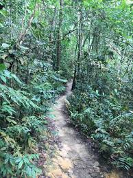 Thanks to nature's miraculous power of nature. Bukit Gasing Forest Wanderweg Petaling Jaya Selangor Malaysia Pacer
