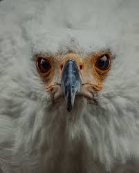 Check spelling or type a new query. 20 000 Foto Burung Elang Terbaik Unduh Gratis 100 Foto Stok Pexels