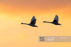 Why Do Birds Fly South For The Winter Riddle Two Mute Swans Cygnus Olor Flying In Sky At Sunset Germany Stock Photo Offset Mute Swan Photo Stock Photos
