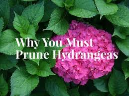 The pruning promotes new, sturdy growth, which provides the blooms next season. How To Prune Hydrangeas Gardening Channel