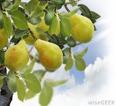 Height pears are relatively large trees whose shape changes as they mature and with pruning, and height is also dependent on cultivar. What Is Pear Wood With Picture