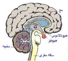 نتیجه تصویری برای سیستم عصبی بدن