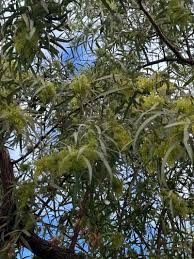 Image result for Searsia acuminatissima