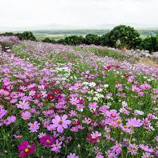 Cosmos Seeds Cosmos Bipinnatus Seeds High Country Gardens