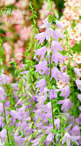 Campanula Rapunculus To Learn More About Flowers And Gardens Visit Www Floriferous Garden Com French Flowers Garden Visits Plants