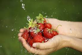 Strawberries are perfectly fine for chickens. Can Chickens Eat Strawberries What You Need To Know Pet Keen