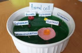 Maybe you would like to learn more about one of these? Animal Cell Model Ideas For Your Science Project Easy And Creative Cell Model Animal Cell Animal Cells Model