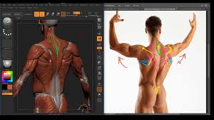 That is because some of the muscles of the torso are wrapping around the body. 22 Torso Back Muscles Victory3d