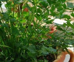 Artikel ini akan membincangkan penanaman pokok daun sup secara mudah dan betul di benih daun sup perlu direndam selama 24 jam sebelum di tanam. Inilah Cara Tanam Daun Sup Dan Ketumbar Dari Akar Betul Betul Tumbuh Elok Rasa Daun Cara Garden