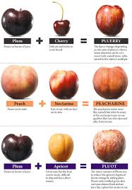 The plum/apricot crosses have a higher sugar content than either plums or apricots, without the tartness. Hybrid Fruit By Melanie Grayce West Wsj Fruit Hybrid Fruit Melanie Grayce West Fresh Fruit Recipes Herbal Medicine Recipes Fruit And Veg