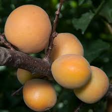 Image result for Apricot 1983 Hussmann