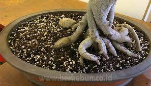 Cara Membuat Bonsai Tanaman Untuk Pemula Panduan Lengkap