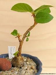 Image result for Ficus glumosa