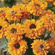 Image result for Rudbeckia hirta