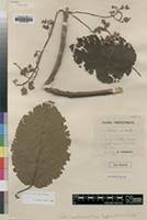 Image result for Cordia millenii