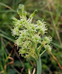 Image result for Ledebouria macowanii