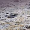 James price point dinosaur footprints. 1
