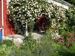 Climbing roses are rapidly becoming a cornerstone in most gardeners' rose collections for a variety of reasons. Rule 1 Part Two Get The Right Varieties Of Roses Climbers The Lazy Organic Rose Gardener