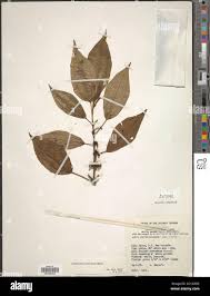 Image result for Ochthocharis