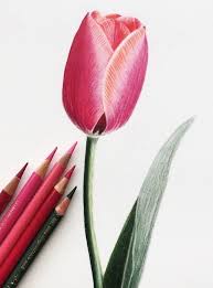 Pin By Lottawopp On Art Painting Flowers In 2020 Color Pencil Art Flower Drawing Tutorials Watercolor Pencil Art