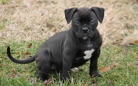And a loyal family companion. American Bulldog Puppies For Sale Big Rock Bulldogs