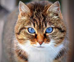 Migliaia di nuove immagini di alta qualità aggiunte ogni giorno. Katze Mit Blauen Augen Kostenloses Stock Bild Public Domain Pictures