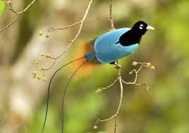 Emblem Papua New Guinea Bird Of Paradise Gallery Png S Birds Of Paradise Pet Birds Most Beautiful Birds Animals Beautiful