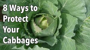 Listed cabbage powder manufacturers, suppliers, dealers & exporters are offering best deals for cabbage powder at your nearby location. Garden Pests 8 Ways To Protect Your Cabbages Youtube