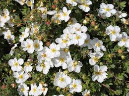 Fingerstrauch Abbotswood Potentilla Fruticosa Abbotswood Pflanzengestaltung Pflanzen Und Zwergstraucher