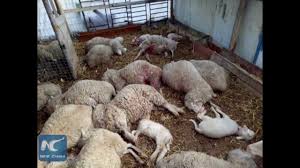 A woman who was so determined to travel with a duck she was carrying slaughtered it in front of members of the public at a train station in china in the woman explained she was not allowed to take livestock on the train so she had to kill it before boarding. Wild Snow Leopards Kill 50 Sheep Goats In Nw China Youtube