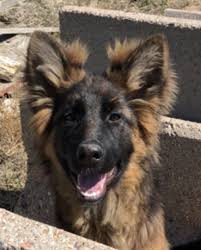 Von rief german shepherds are fortunate to own german shepherd dams that come from exceptional linage and exhibit an array of quality traits. Home Pure Heart German Shepherds