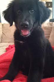 Pyrenees and black lab mix. Pin By Kristen Province On Puppy Love Black Lab Mix Great Pyrenees Dog Corner