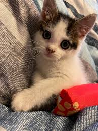 Loss of Beloved Cat Stella and Coping with Grief