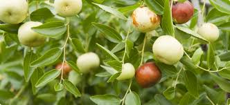 The fruit becomes tasty, sweet and commercially ready to harvest when it changes. Jujube Fertiliser Recommendations Agriculture And Food