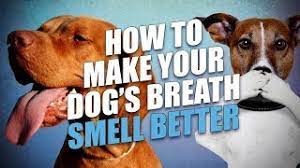 Zoey's breath is horrible as well, she's been raw fed for about 3 years now. How To Make A Dog S Breath Smell Better 5 Actionable Tips Youtube