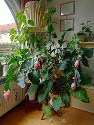 Image result for Medinilla
