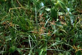 Image result for Cyperus nduru