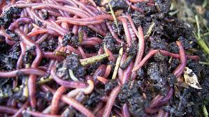 For the ones in other places in the house, or. How Redworms Reproduce Finegardening