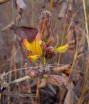 Image result for Eriosema flemingioides