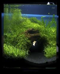 Pin On Aquarium Freshwater