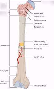 The long bones are those that are longer than they are wide. Anatomy Of A Long Bone Diagram Quizlet
